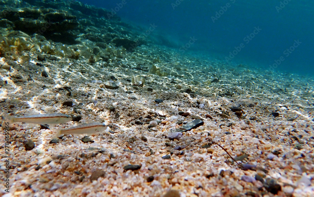 Fototapeta premium Freckled colorful goatfish - (Upeneus tragula)