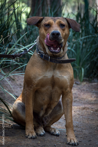 Adorable perro criollo - mestizo - sin raza, color café, disfrutando del jardín