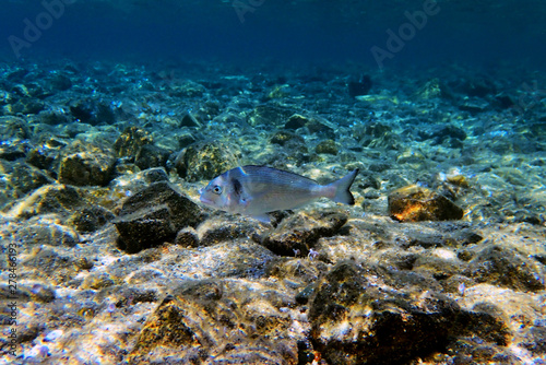 Gilt-head bream Fish, underwater shoot