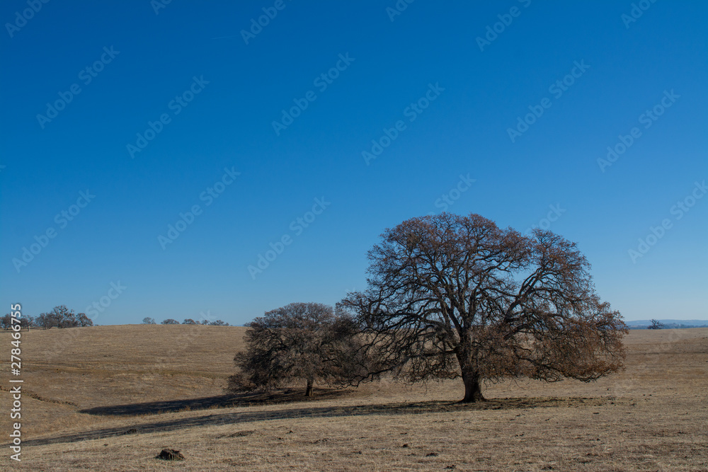 Open dry cattle pasture with oak shade trees