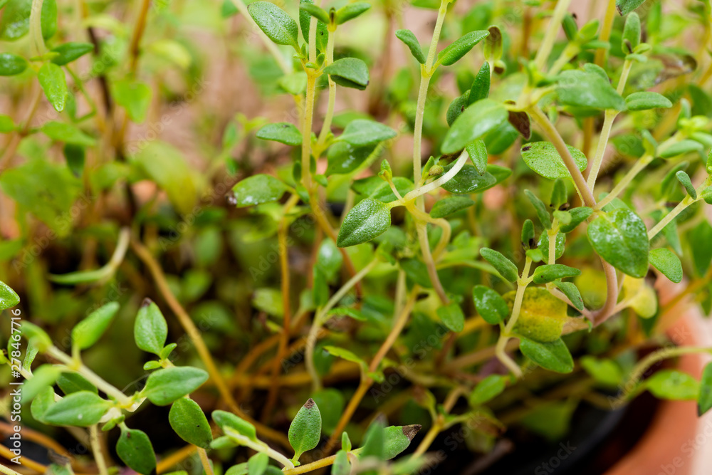 Potted Organic Thyme Plant with roots in fertilized soil isolated on natural burlap background. Thymus vulgaris in the mint family Lamiaceae. Potted Organic Thyme Plant with roots in fertilized soil isolated on natural burlap background. Thymus vulgaris in the mint family Lamiaceae.