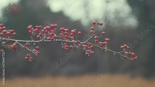 Branch with vibrant red berries Winter shaking. REAL TIME. photo