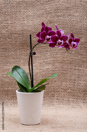 Blooming Mini Velvet Burgundy  Phalaenopsis Orchid Plant isolated on natural burlap background. Moth Orchids. Tribe: Vandeae. Order: Asparagales. photo