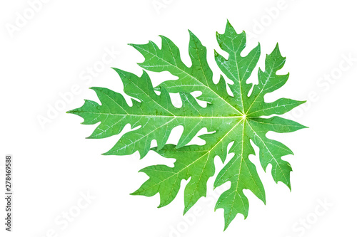 Papaya leaf isolated