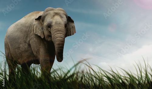 Photography Asian Elephant Graphic Image Design