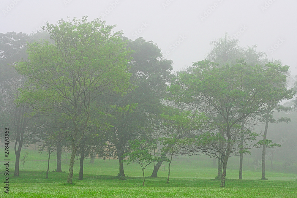 Fototapeta premium Arboles verdes en el parque en un día con mucha niebla