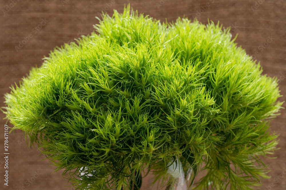 Fototapeta premium Green Ball - Dianthus Barbatus - Sweet William. Unique Ball-shaped, lime green flowers in clear glass vase isolated on natural burlap background.