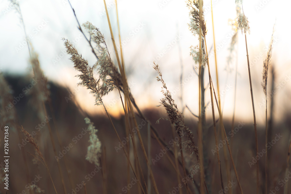 Fototapeta premium Grass in the field on the shore of the lake on the background of the forest