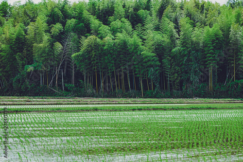 Takebayashi and rice fields are very beautiful
