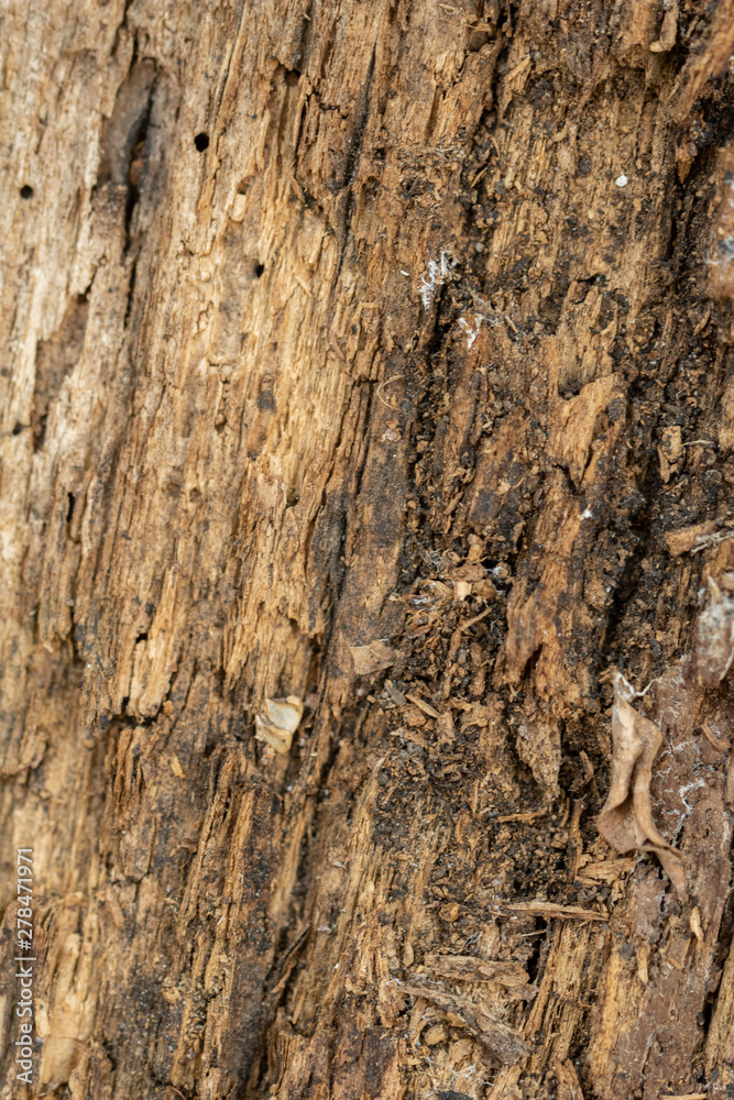 wood tree texture pattern wood tree texture pattern
