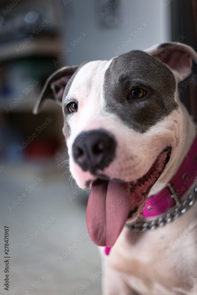 Portrait of black and white pitbull with tongue out