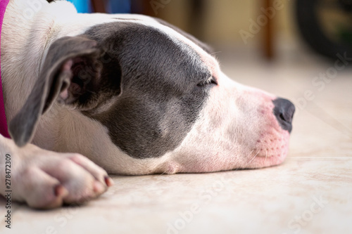 Pitbull dog sleeping on the floor photo