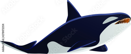 Orca killer whale vector illustration