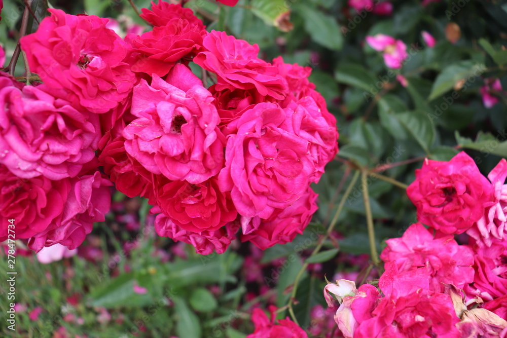 Pink Flower Bouquet