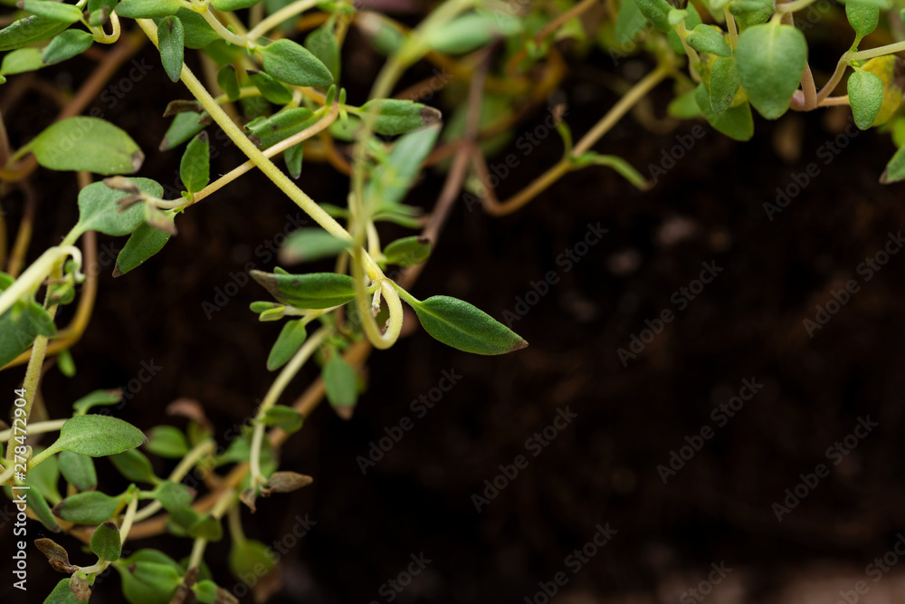 Macro shot of Organic Thyme Plant stalks and leaves on black soil background. Thymus vulgaris in the mint family Lamiaceae. Macro shot of Organic Thyme Plant stalks and leaves on black soil background. Thymus vulgaris in the mint family Lamiaceae.