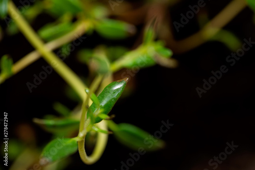 Macro shot of Organic Thyme Plant stalks and leaves on black soil background. Thymus vulgaris in the mint family Lamiaceae.
