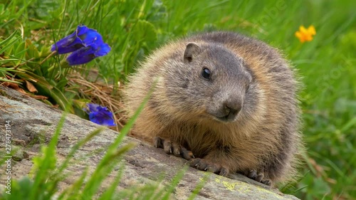 Juvenile alpine marmot (Marmota marmota) in the mountains photo