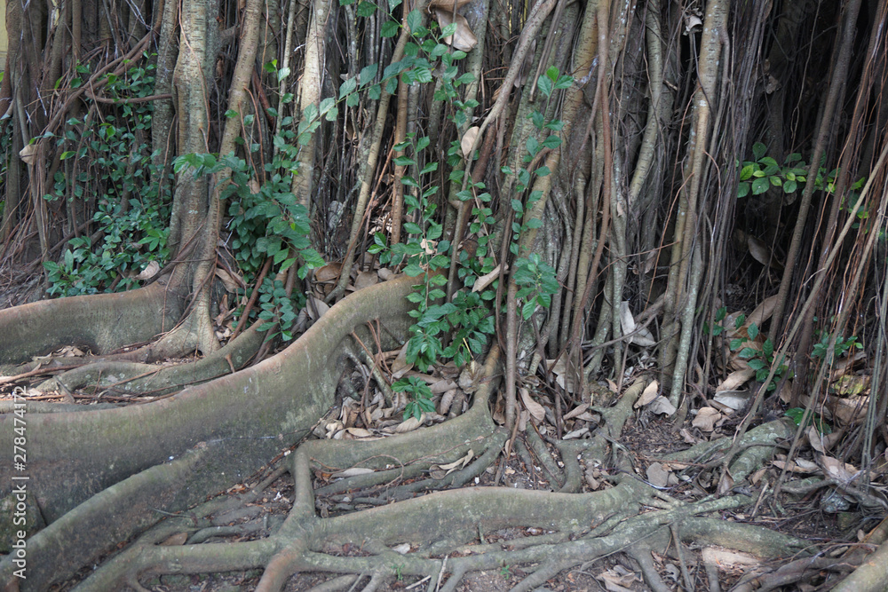 Giant large buttress root in javanese island of Indonesia_1 Giant large buttress root in javanese island of Indonesia_1