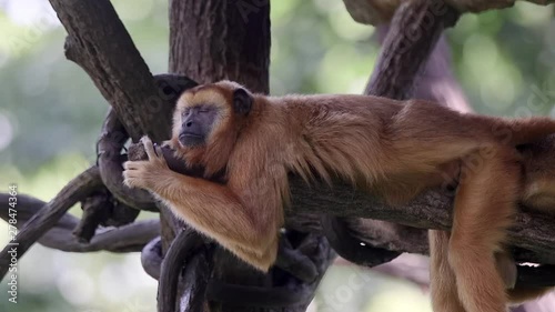 Brown howler monkey sleeping on tree