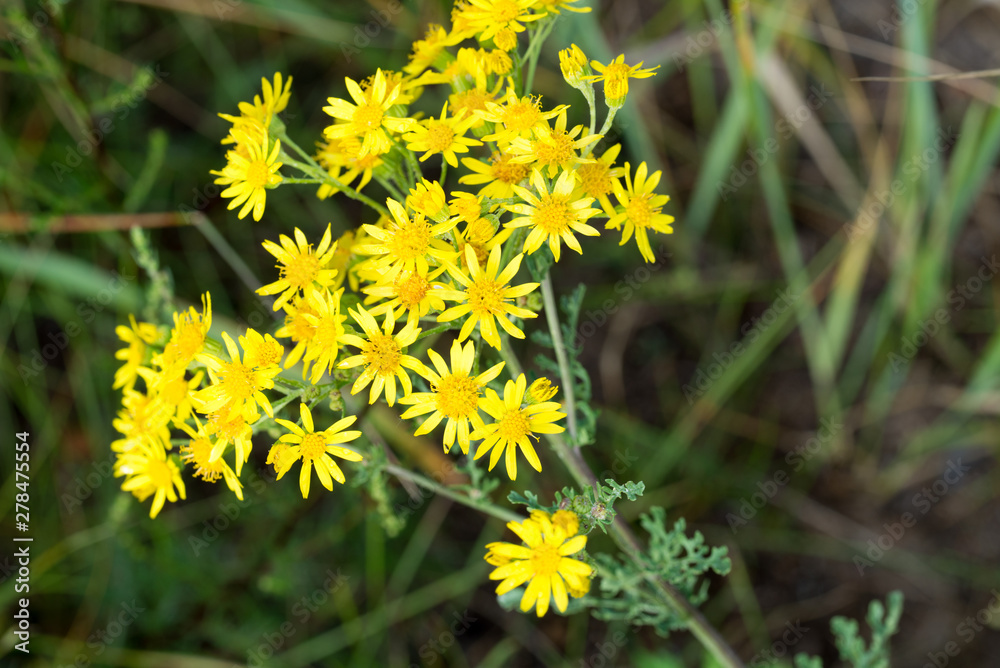 Jacobaea vulgaris, ragwort, common ragwort, benweed yellow flowers Jacobaea vulgaris, ragwort, common ragwort, benweed yellow flowers