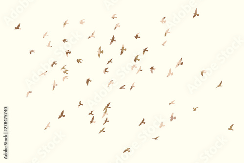 silhouette of a flock of flying birds