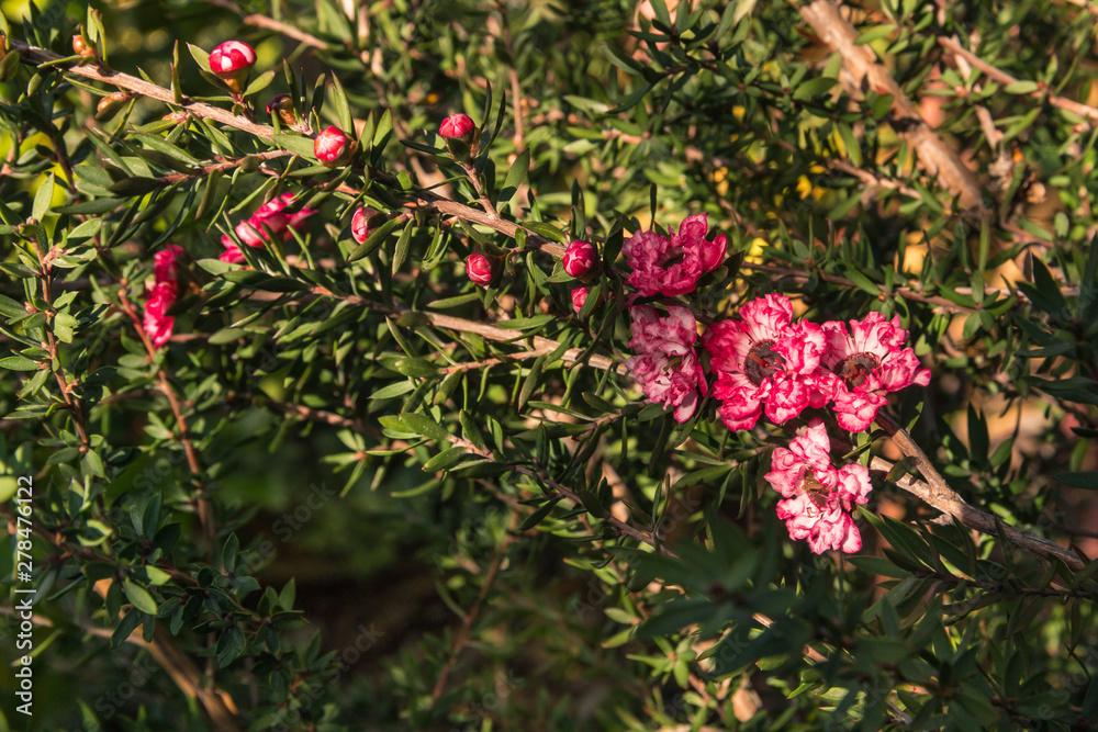 closeup of pink manuka bush with flowers in bloom