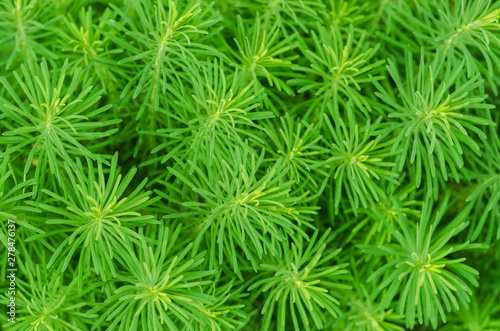 abstract background of green plants