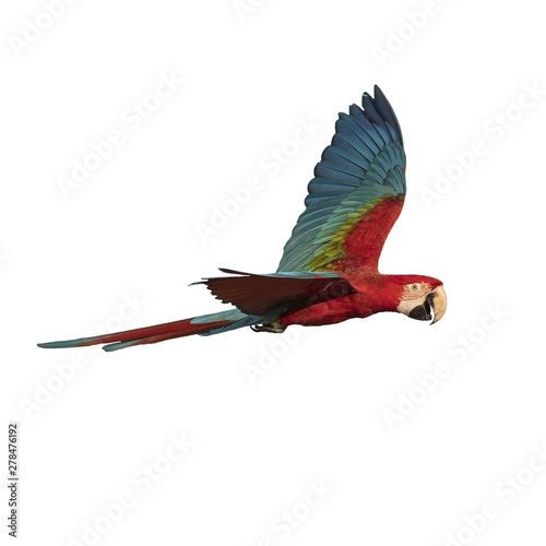 Red and green macaw flying isolated on white background photo