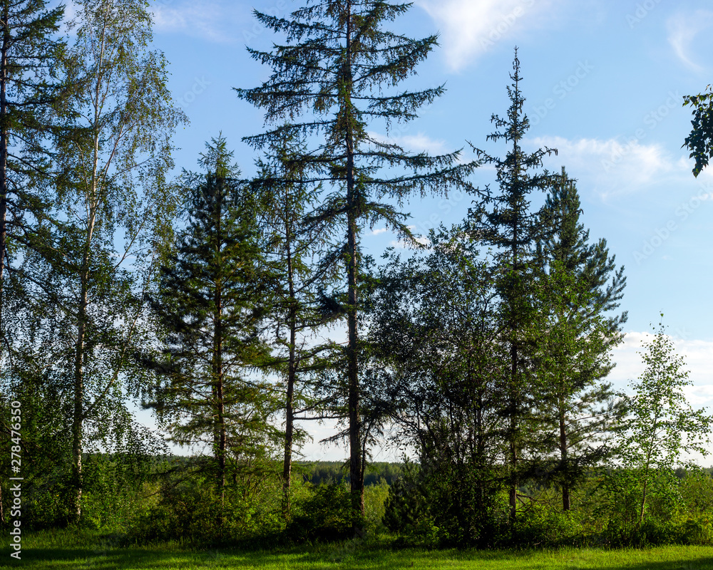 Obraz premium Young and old spruce trees grow on a cliff in the forest against the horizon in the Northern tundra of Yakutia.
