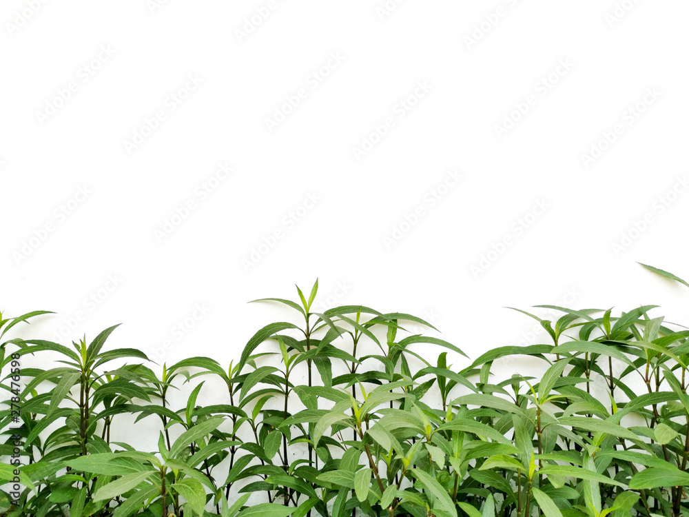 Natural green leaves below the frame, beautiful white background