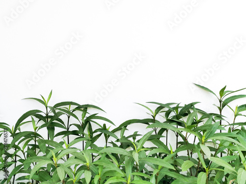 Natural green leaves below the frame, beautiful white background