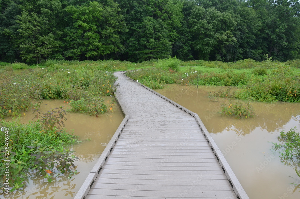wood boardwalk or path in wetland or swamp area with green plants