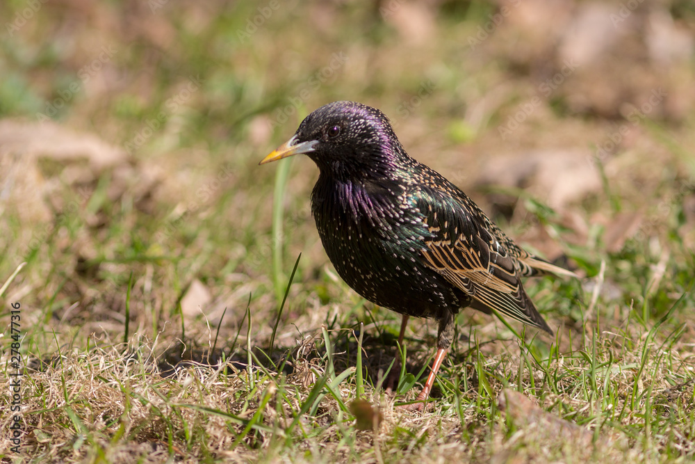 portrait of a starling in spring portrait of a starling in spring