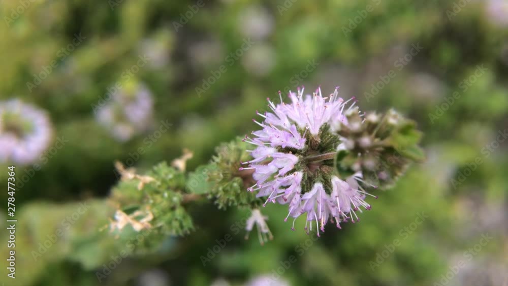 Pennyroyal Mentha pulegium mountain mint. Closeup of medicinal plant on a blurred background. Top view. Wild plant grows on a meadow on a sunny, summer day. Pennyroyal Mentha pulegium mountain mint. Closeup of medicinal plant on a blurred background. Top view. Wild plant grows on a meadow on a sunny, summer day.
