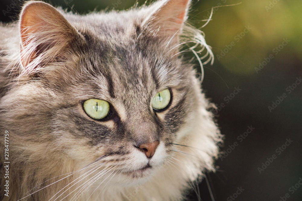 Close up view of a domestic grey long haired fluffy pet cat with copy space