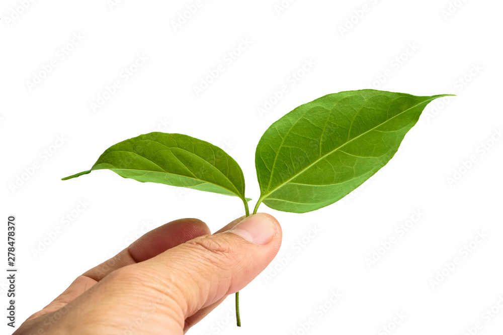 Hands holding leaves on a white background Hands holding leaves on a white background