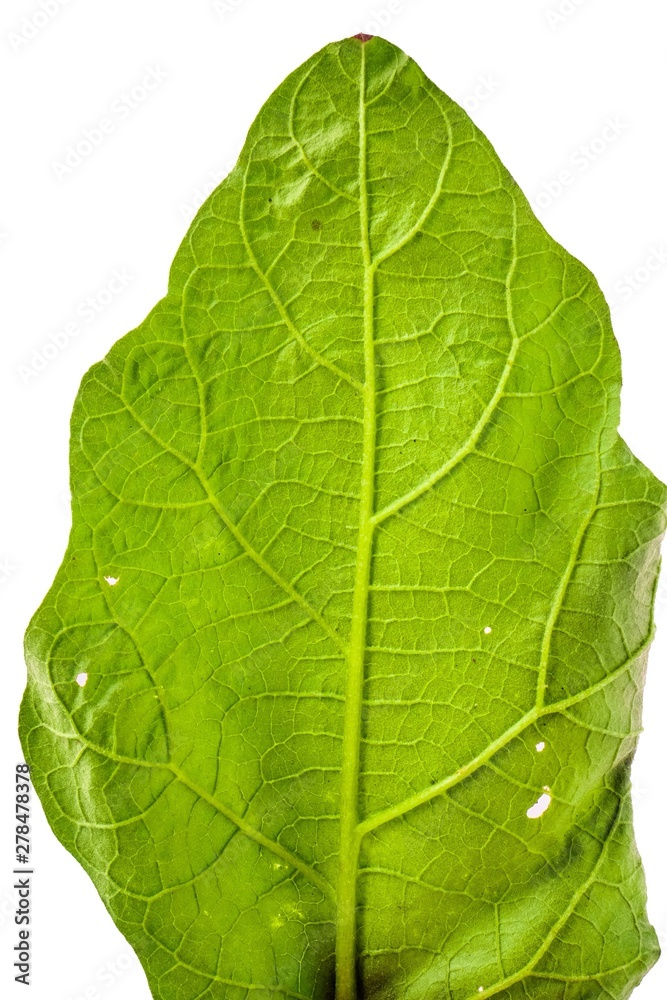 Obraz premium leaves on white for background