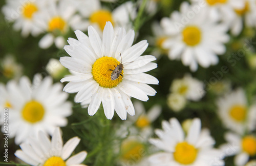 daisies in the garden