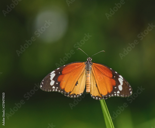 Closeup orange butterfly on flower (Common tiger butterfly)