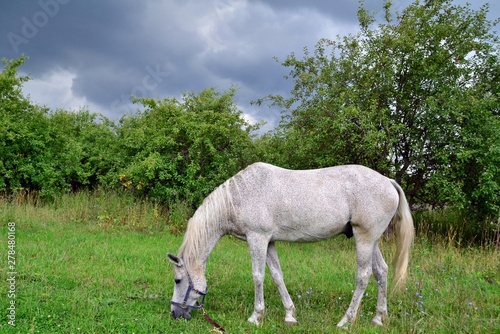 Grey horse drazing in the garden
