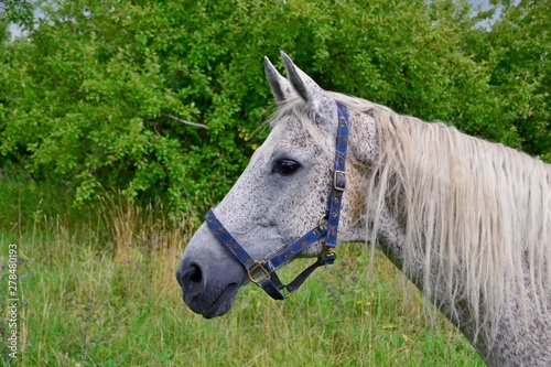 Portrait of a gray horse on a background of trees