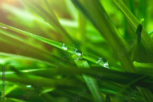 Macro Image of Morning Dew or Raindrops on Blades of Green Grass with Sun Glow.
