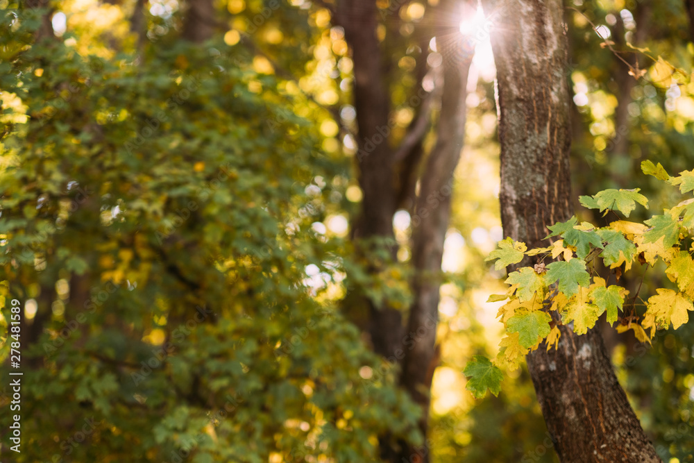 Autumn forest. Sun lights through trees with green and yellow leaves. Nature background. Autumn forest. Sun lights through trees with green and yellow leaves. Nature background.