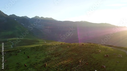 cows on a mountain field with the sun setting behind them photo