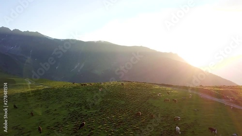 circling cows on a mountain field with setting sun photo