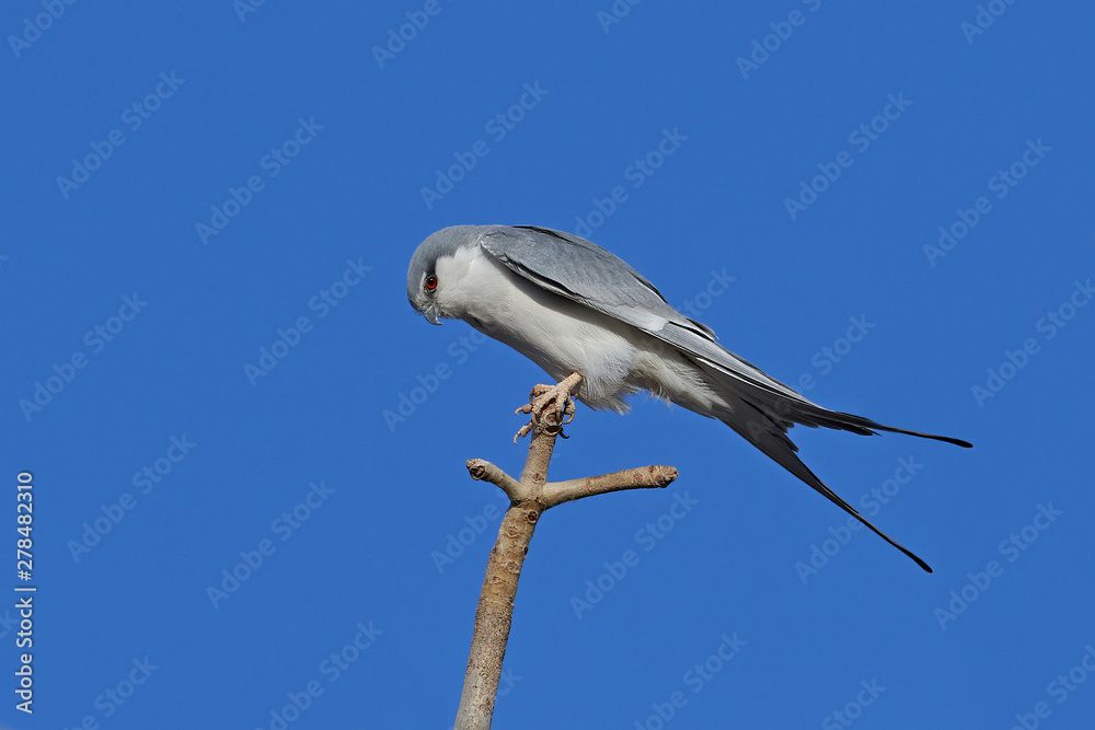 Fototapeta premium African swallow-tailed kite (Chelictinia riocourii)