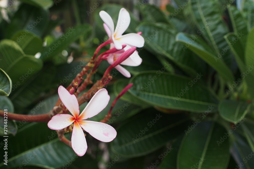 Fototapeta premium Temple tree flowers, Apocynaceae Frangipani or Plumeria 