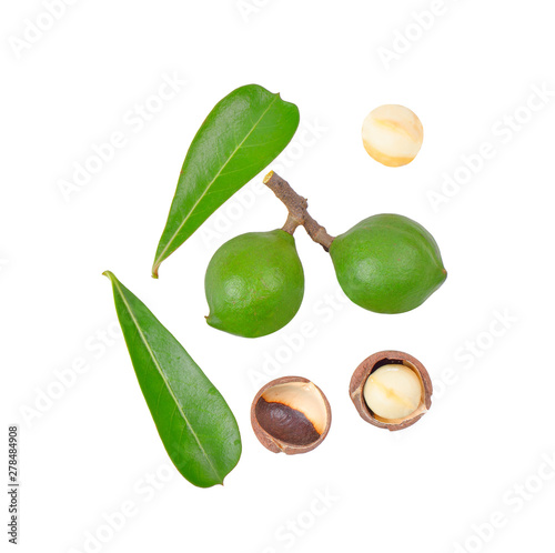 macadamia nut on white background
