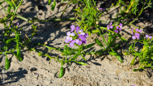 Cakile baltica or Baltic searocket flowers at sand beach close-up, selective focus, shallow DOF