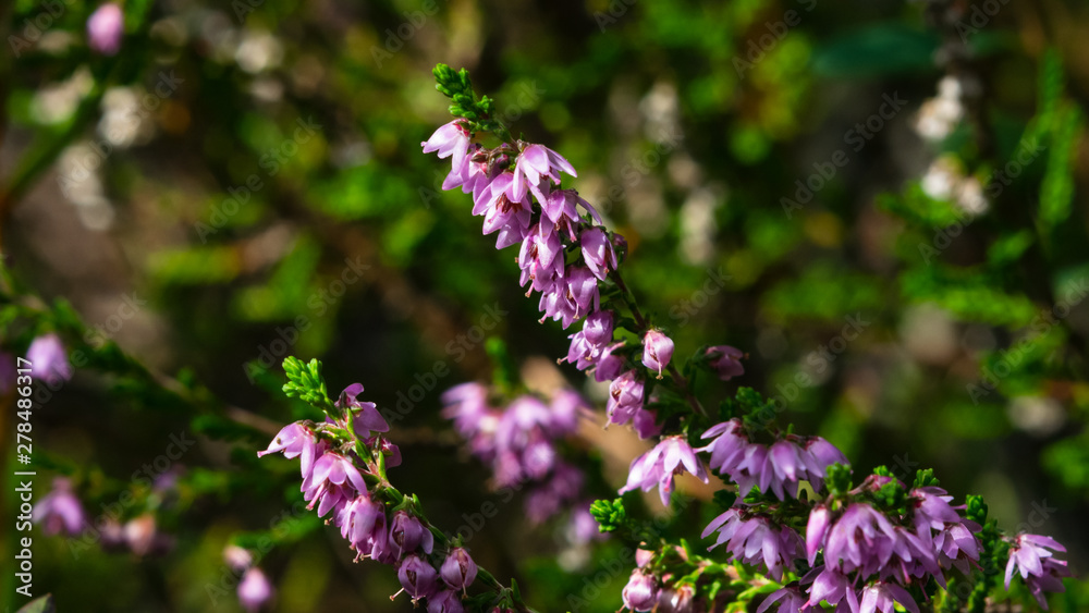 Wild Purple Common Heather or Calluna vulgaris blossom close-up, selective focus, shallow DOF Wild Purple Common Heather or Calluna vulgaris blossom close-up, selective focus, shallow DOF